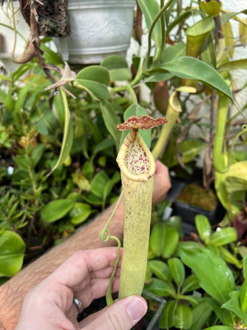 An upper pitcher on a very light form of N. boschiana.