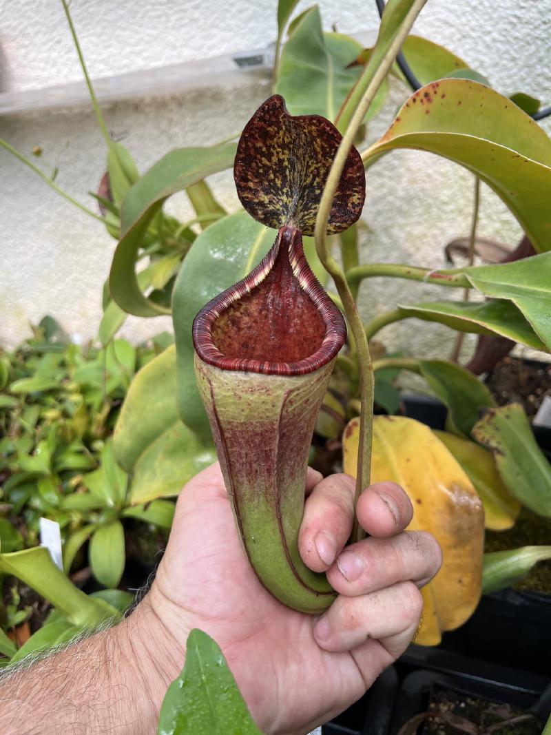 A fantastic hybrid, Nepenthes burbidgeae x lowii.