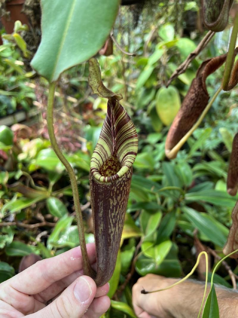 Nepenthes mollis, one of my favourites.