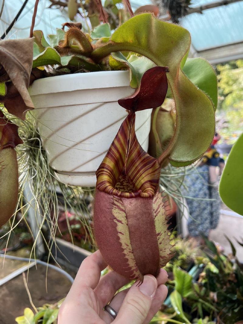 Nepenthes veitchii 'Candy' x 'Yamada'.