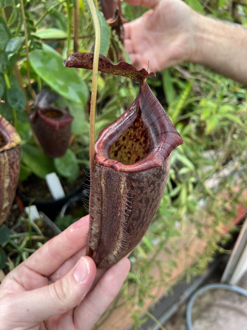 Nepenthes maxima x tenuis - an awesome cross! I'd like to grow this one myself one day.