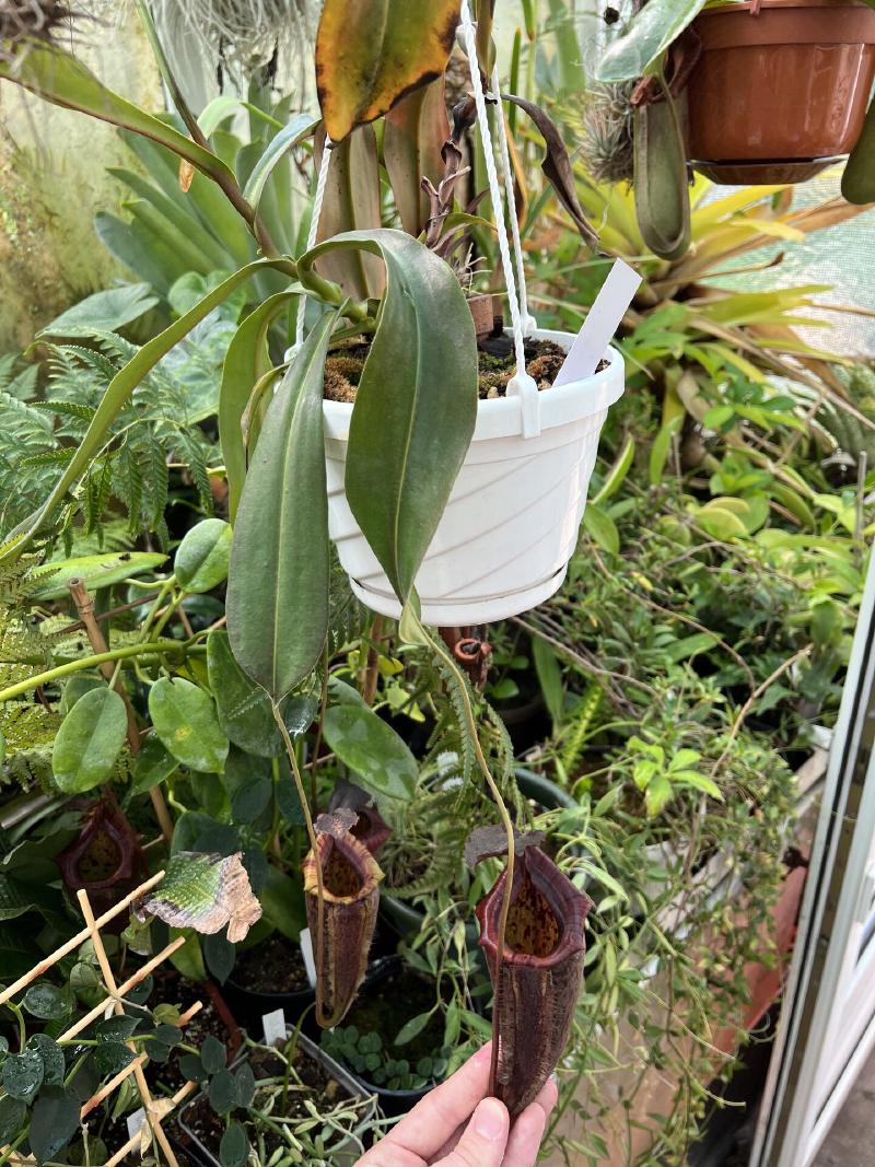 Nepenthes maxima x tenuis again. Many crosses with N. tenuis seem to produce great hybrids.