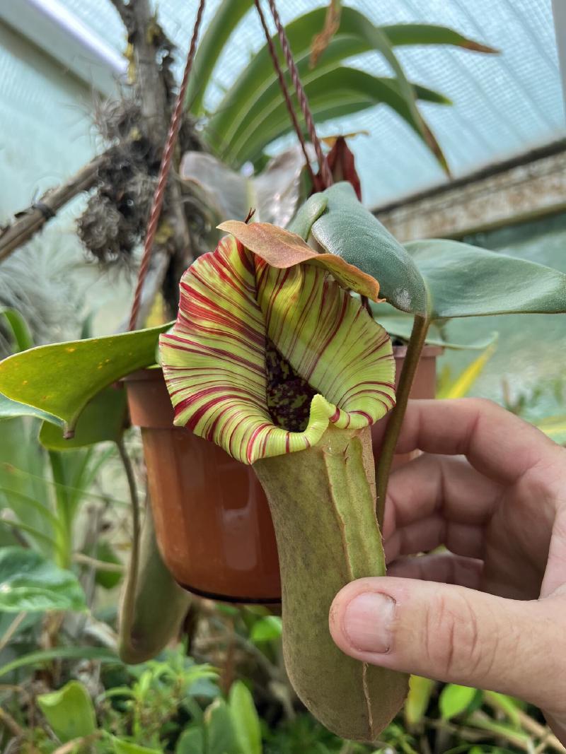 A highland form of Nepenthes truncata.