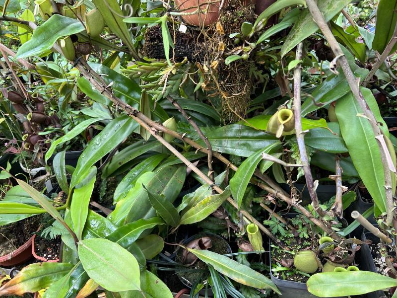 Next, we enter the lowland room. Here's N. ampullaria - these were old plants, and many of the stems were thicker than my fingers.