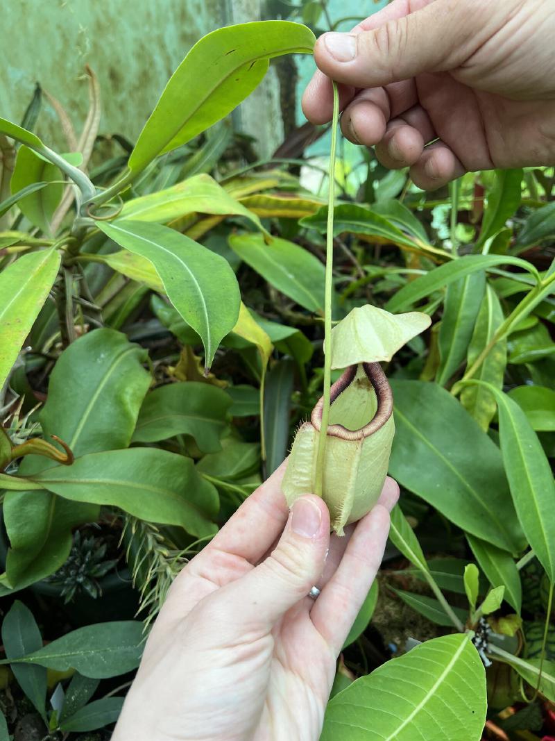 Nepenthes rafflesiana.