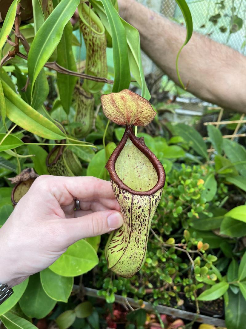 Nepenthes insignis, I believe.