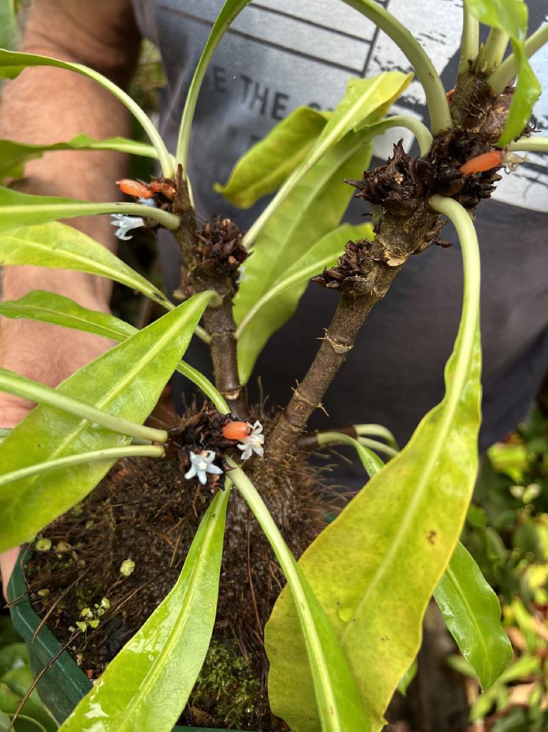 Not carnivorous, but incredible all the same - blue flowers on Myrmecodia, an ant plant.