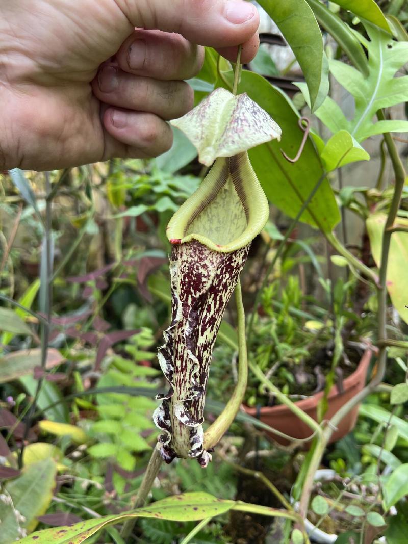 Nepenthes rafflesiana