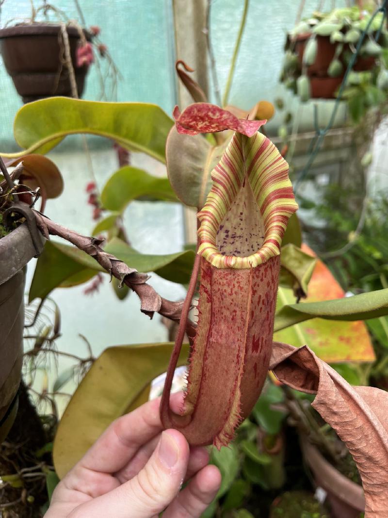 Another form N. veitchii x maxima, or the reverse.