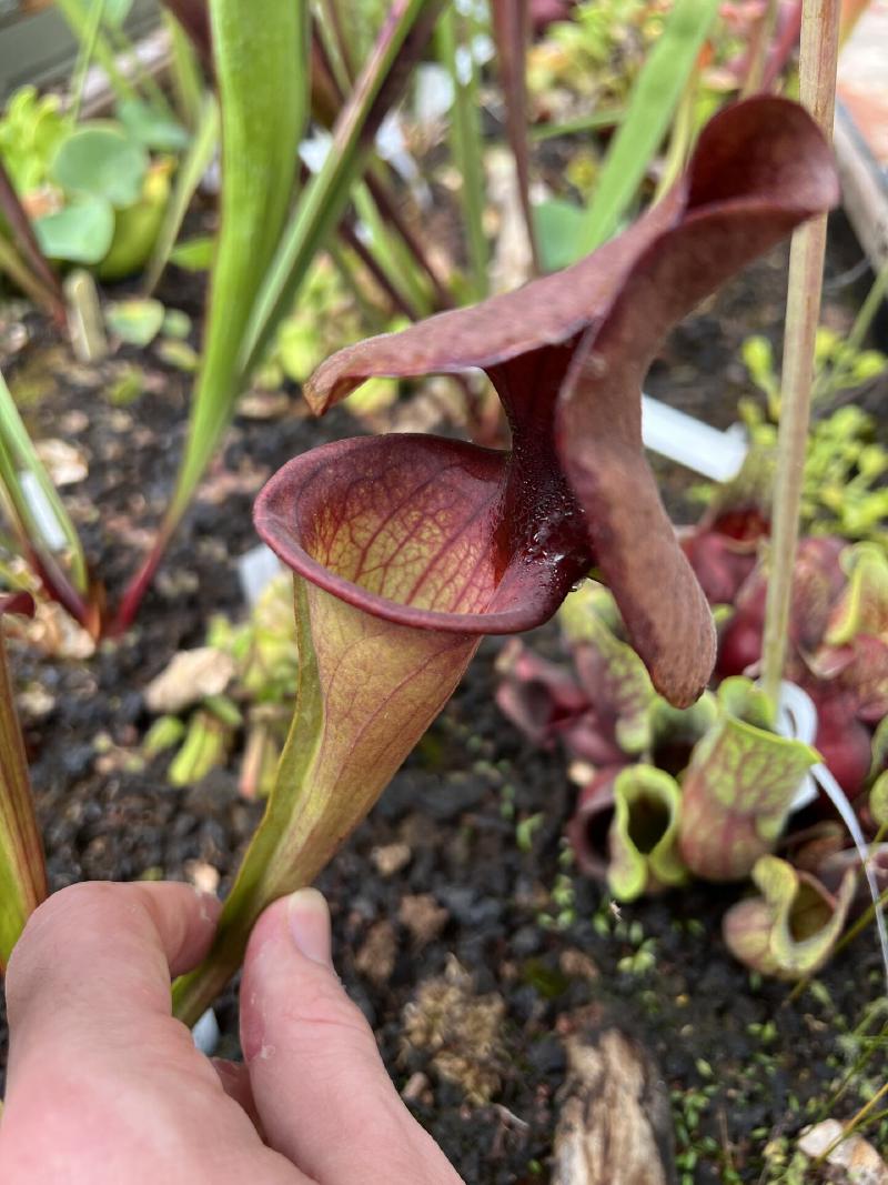 A mixture of Sarracenia hybrids were thriving alonside Drosera...