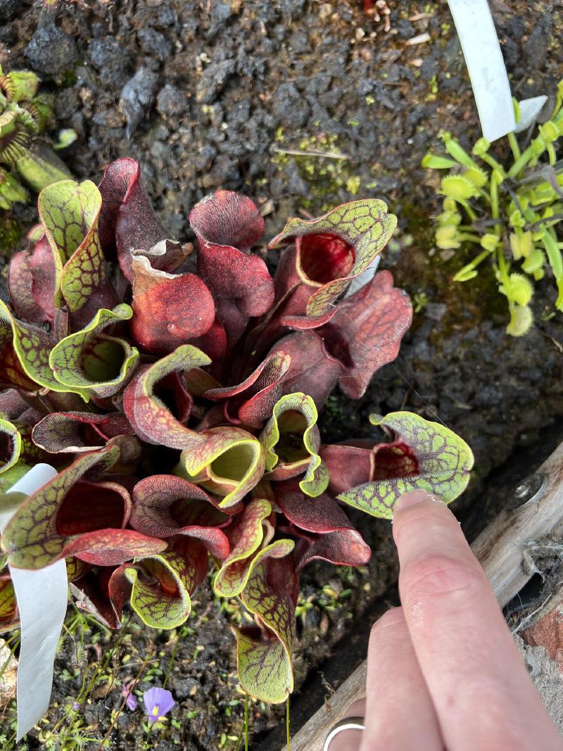 A lovely Sarracenia purpurea.