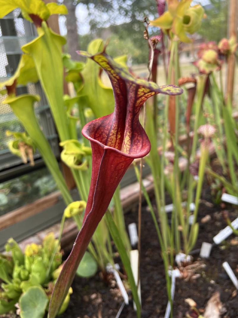 Sarracenia flava.