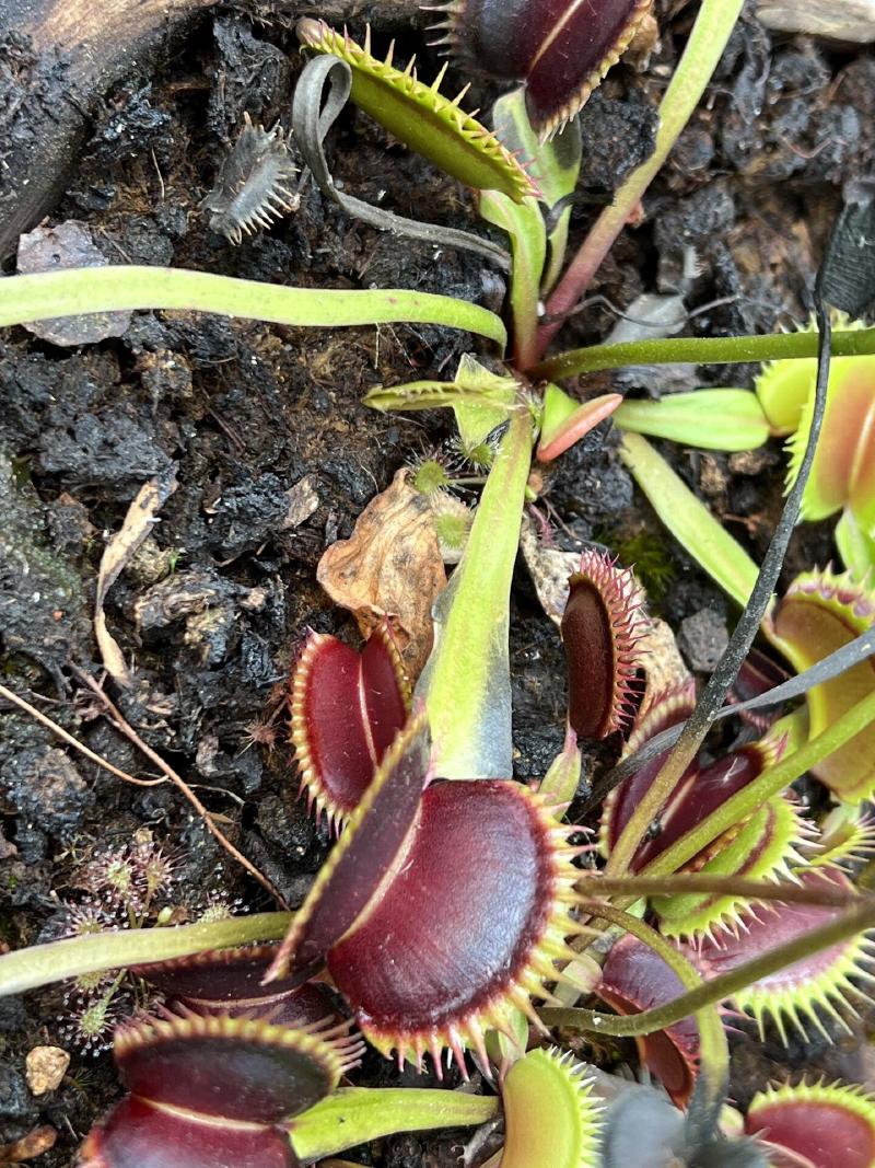 ...and Dionaea cultivars.