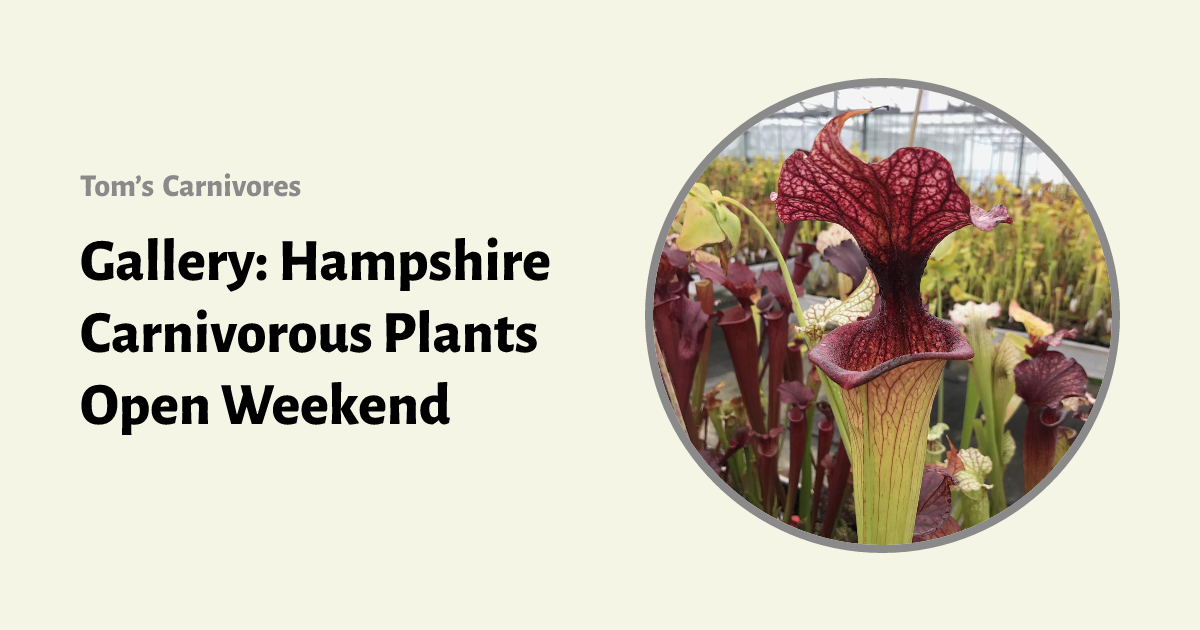 Gallery: Hampshire Carnivorous Plants Open Weekend | Tom's Carnivores