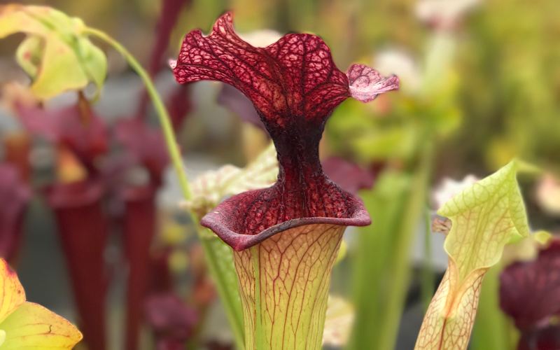 On the 12th & 13th of August 2017, Hampshire Carnivorous Plants hosted its annual open weekend. The nursery is run by Matt Soper...