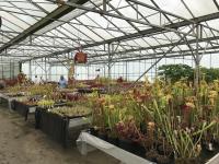 The first greenhouse, housing Sarracenia, Drosera, Dionaea, and more.