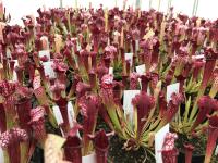 Pretty in pink, young plants of the Sarracenia cultivar 'Bella', which is S. 'Juthatip Soper' crossed with S. leucophylla.