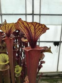 Sarracenia flava var rubricorpra. I can't get enough of the red forms of S. flava...