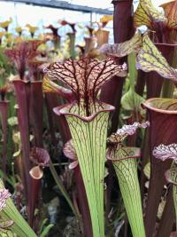 Another Sarracenia x moorei cross, this one with particularly lovely pale green pitchers and white lids from the S. leucophylla parent.