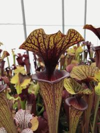 My favourite form of Sarracenia flava var ornata - heavily veined coppery lids with a deep red throat and lip.