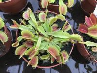 A typical form of Dionaea.