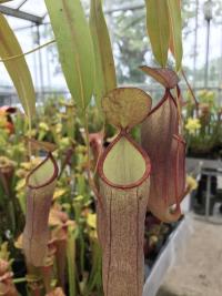 An unusually coloured form of Nepenthes sanguinea.
