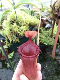 I spotted this single specimen growing amongst some other hybrids - it's an Exotica Plants N. (ventricosa x sibuyanensis) x [ventricosa x (lowii x ventricosa)]. Squat red pitchers with a fairly typical ventricosa shape, but very wide mouths and striped peristomes. Lovely plant!
