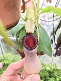 A white pitchered form of Nepenthes ventricosa.
