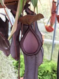 An adult Nepenthes sanguinea, with beautiful deep purple pitchers. I really like this species.