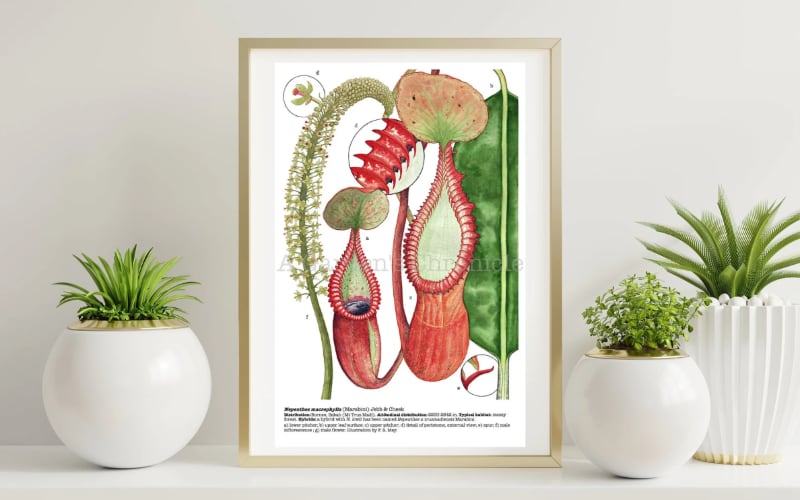 5 Gift Ideas for Carnivorous Plant Growers