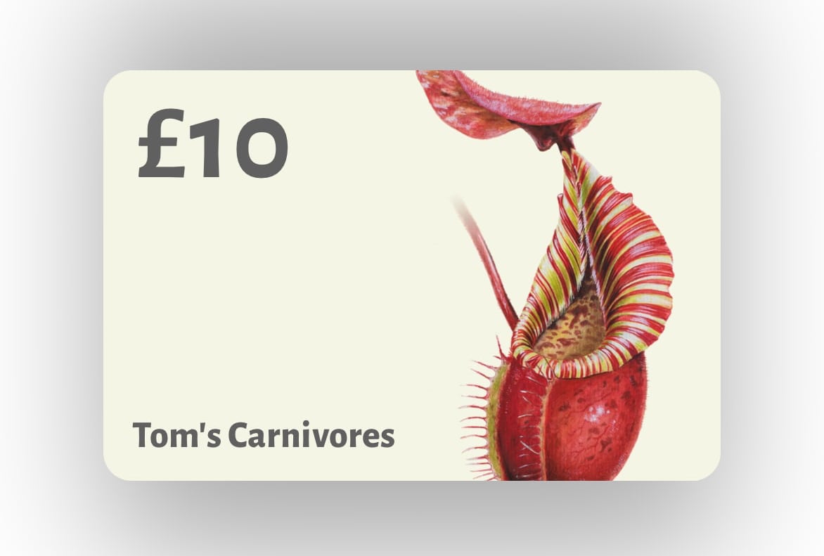 A Tom's Carnivores gift card