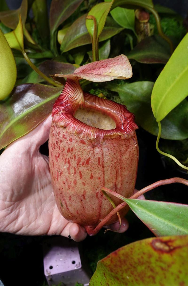 Nepenthes sibuyanensis.