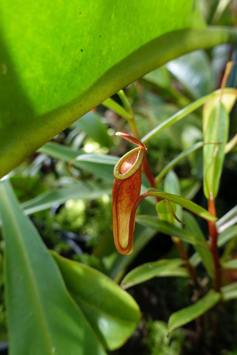Nepenthes dubia from Malea.