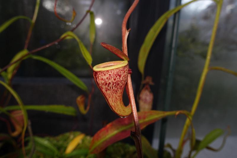Nepenthes tenuis.