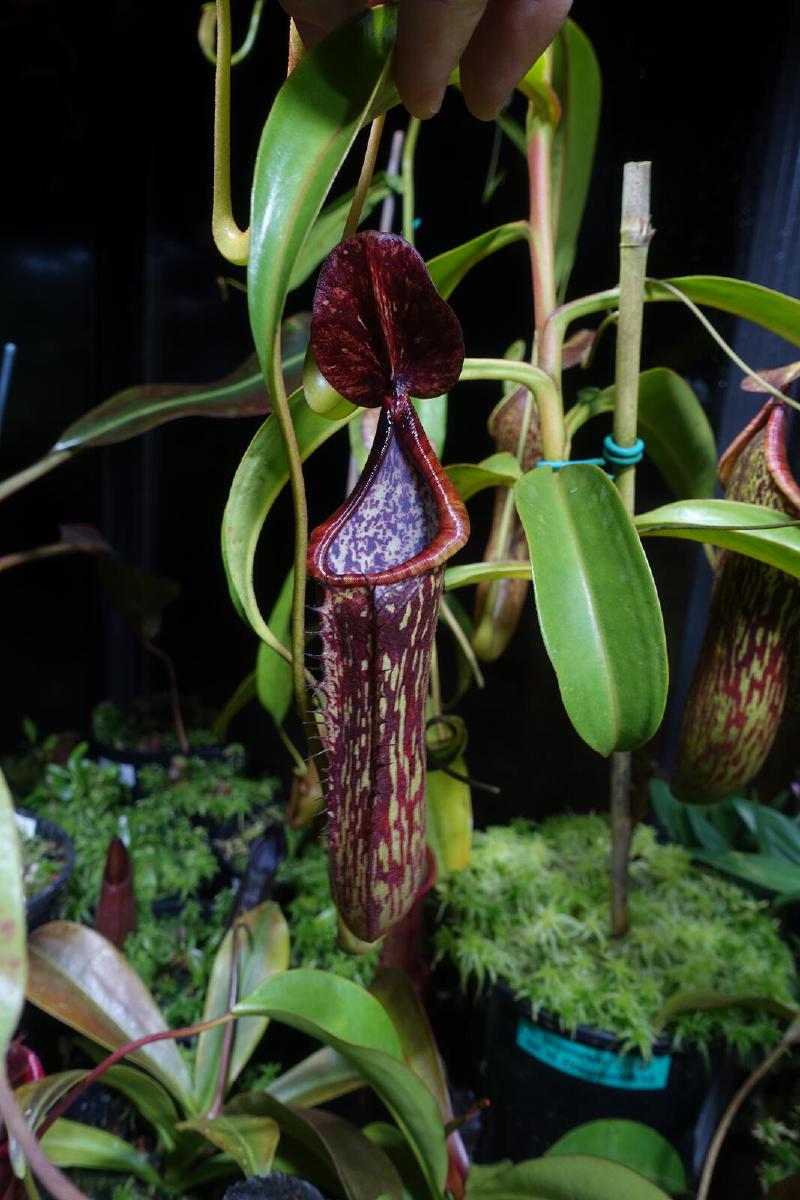 Nepenthes copelandii.