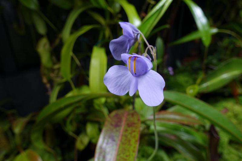 Utricularia nelumbifolia.