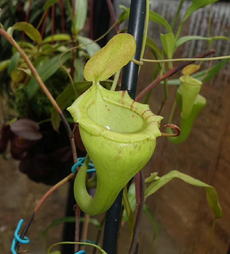 Nepenthes flava (AW).