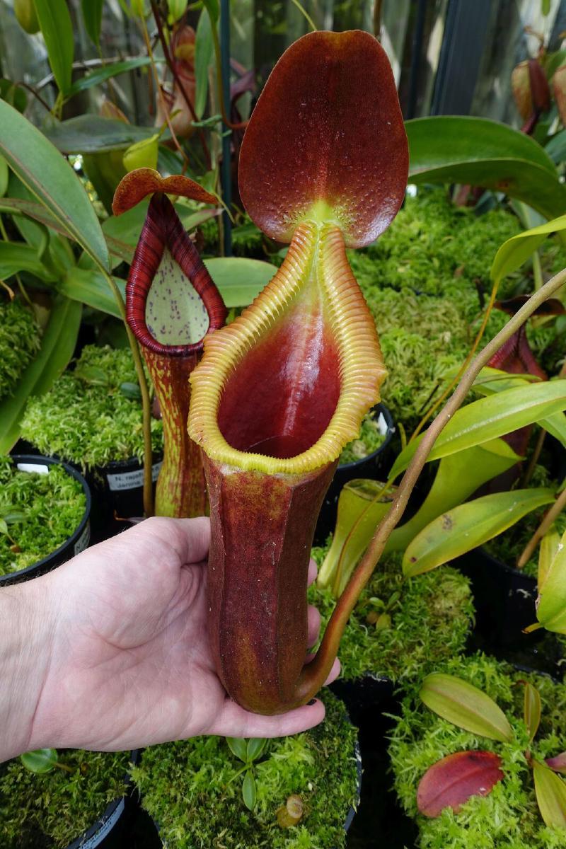 Nepenthes x Trusmadiensis.
