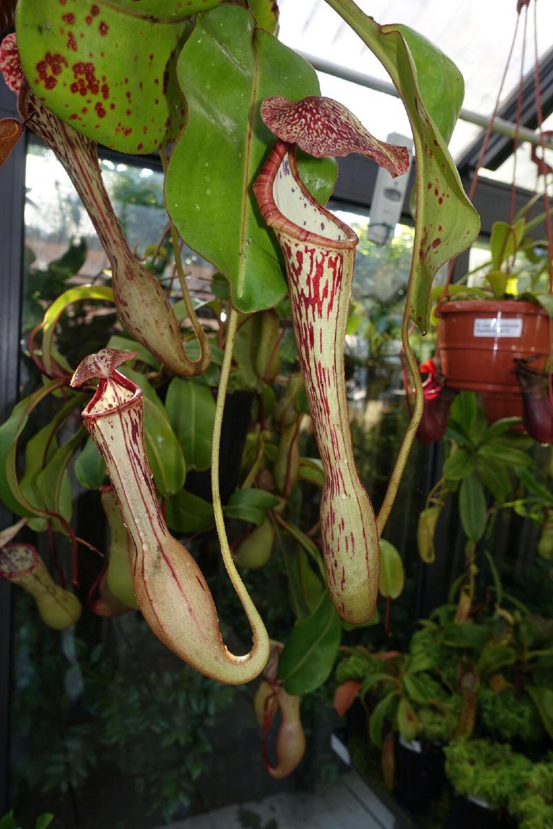 Nepenthes boschiana x clipeata.