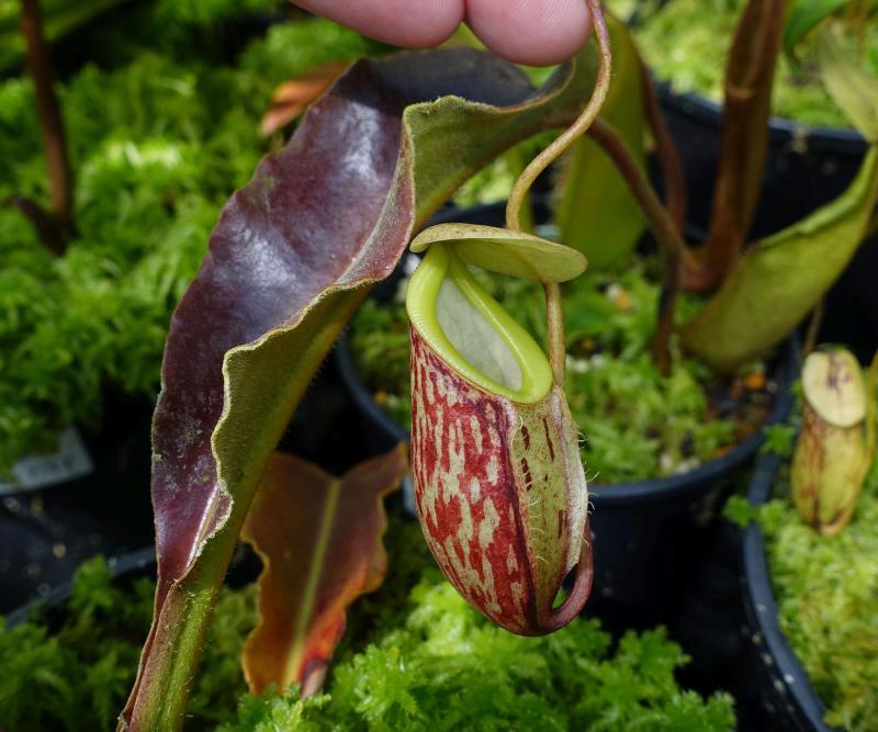 Nepenthes glabrata.
