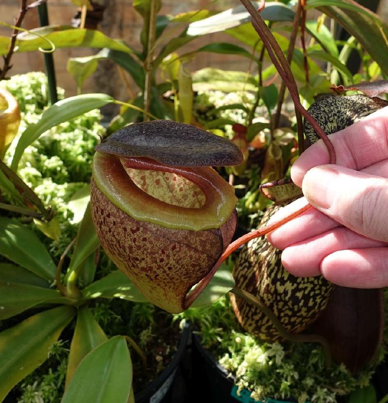 Nepenthes tenuis.