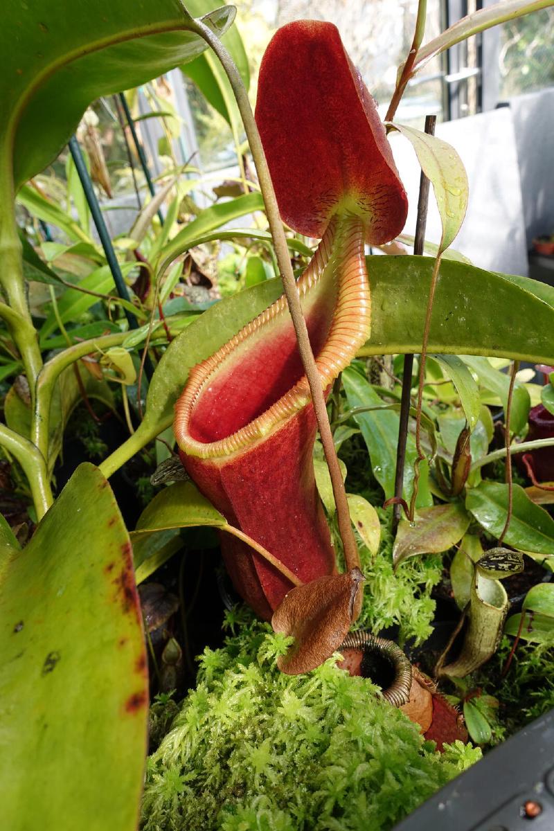 Nepenthes x Trusmadiensis