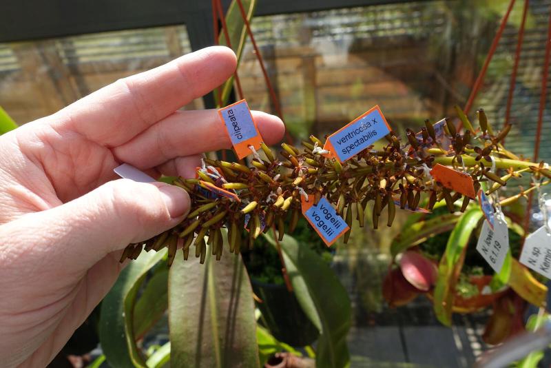 Seeds developing on Joachim's N. boschiana x clipeata