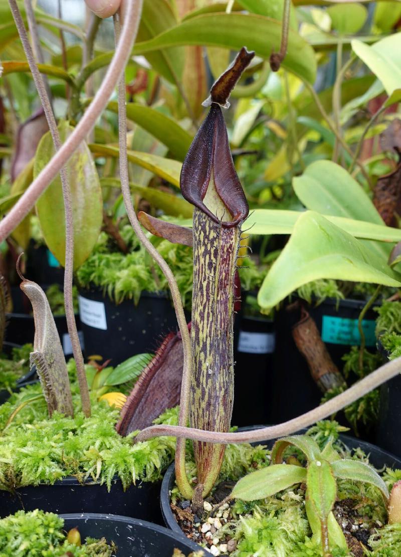 Nepenthes zakariana.