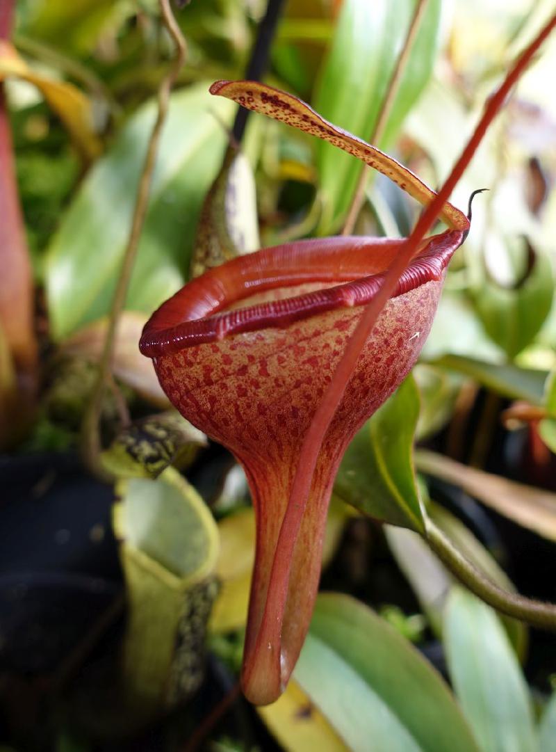 Nepenthes jamban.