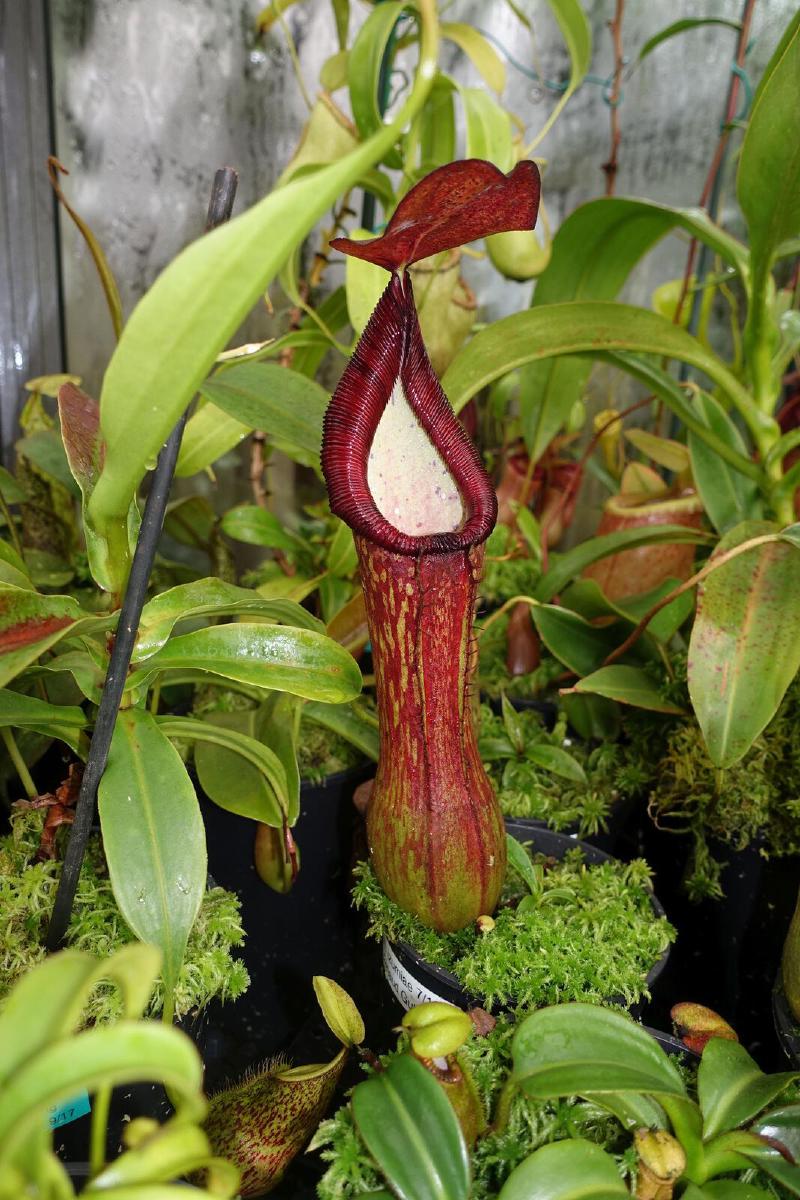 Nepenthes pulchra.