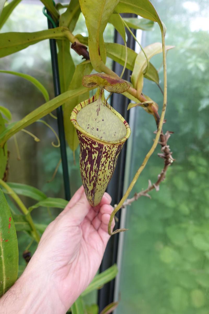 Nepenthes campanulata x spectabilis.