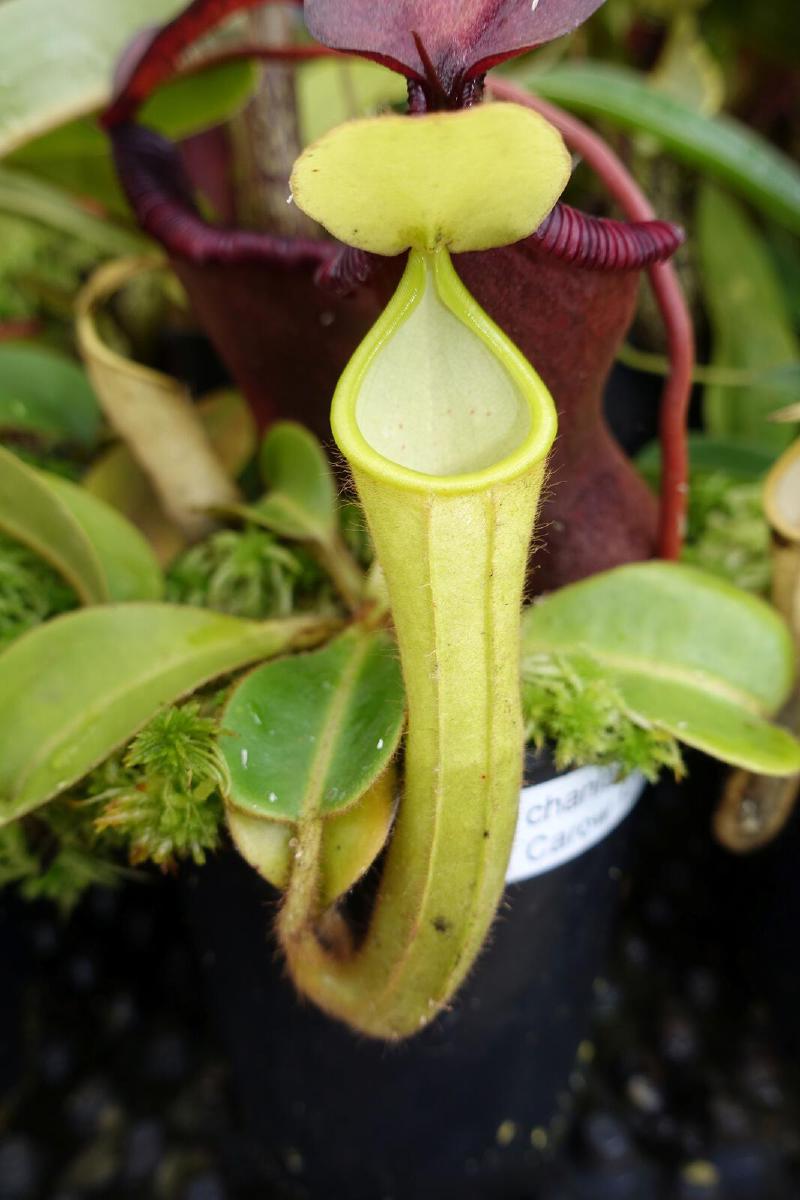 Nepenthes chaniana.