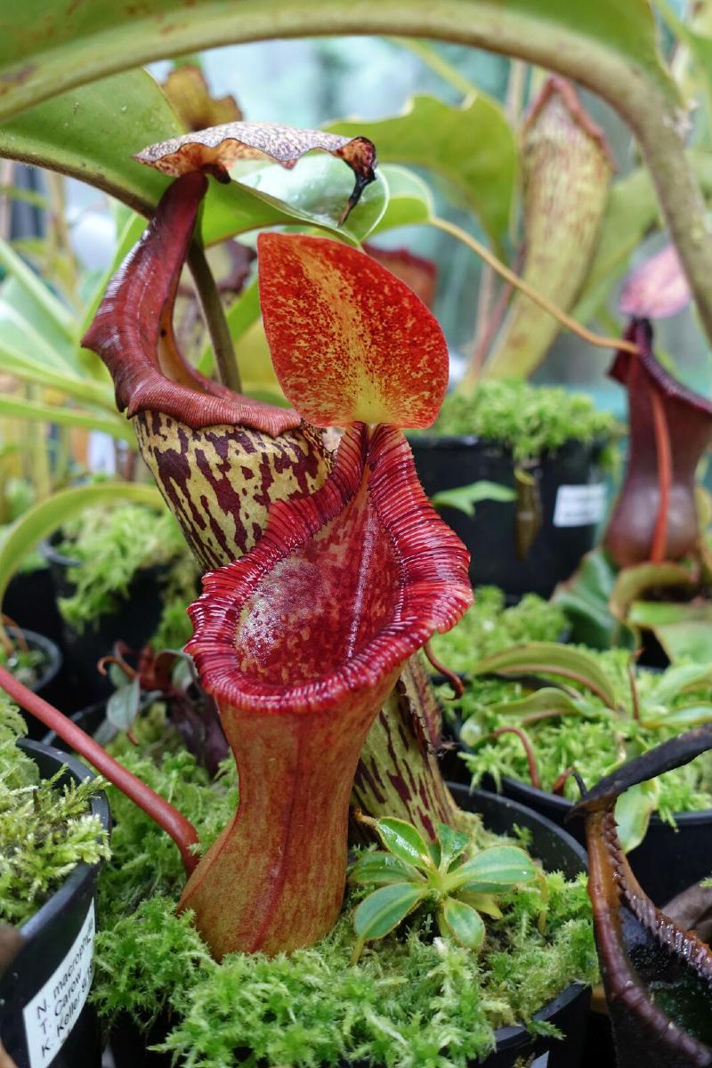 Nepenthes lowii x ventricosa.