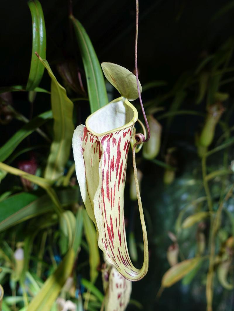 Nepenthes glabrata upper, about 15cm tall.